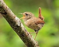 Winter Wren